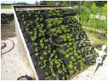 Description: green roof 1